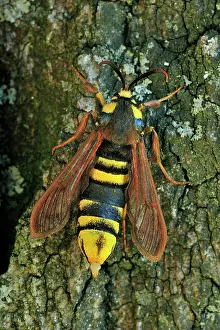 Releasing: Hornet Moth Poplar Hornet Clearwing releasing sex pheromone