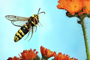 Brush: Hornet Moth (Sesia apiformis) in flight on the flowers