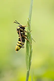 Blade: Hornet Moth (Sesia apiformis) sitting on blade