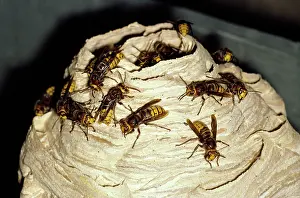 Hornets: HORNET - On nest