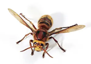 Hornets: HORNET - Queen