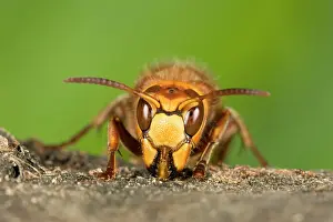 Hornets: Hornet - Queen chewing wood for nest building