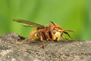 Hornets: Hornet - Queen chewing wood for nest building