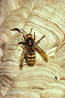 Hornets: HORNET - queen on nest