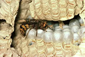 Hornets: HORNET - Queen on nest comb