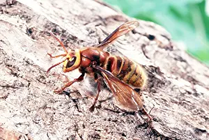 Queen: HORNET - QUEEN, RESTS ON BARK