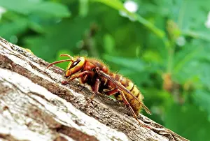 Hornets: HORNET - Queen, rests on branch