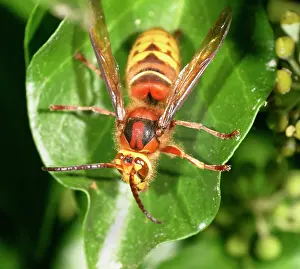 Hornets: Hornet - Resting on ivy top view