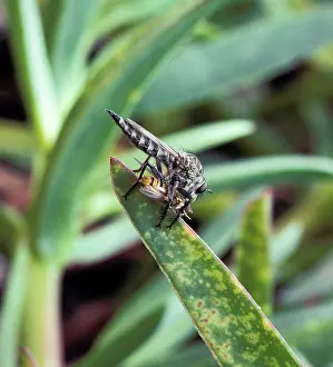Robberfly: Hornet Robberfly - feeding on a hover-fly caught in air