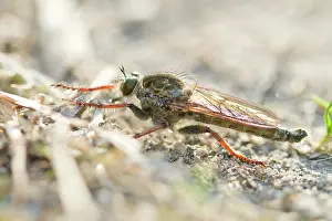 Hornet: Hornet Robberfly on the ground