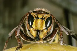Motor: Hornet, vespa crabo, Adult standing on Fruit