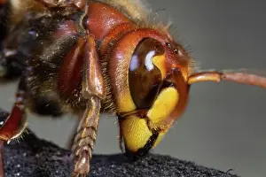 Vespa: Hornet (Vespa crabro)