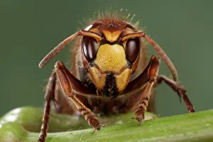 Hornets: Hornet - front view