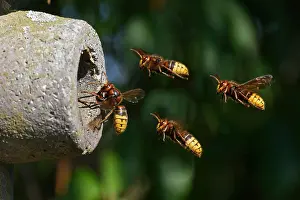 Caring: Hornets approaching the nest