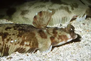 Ken Lucas: Horneyhead TURBOT - close-up of head