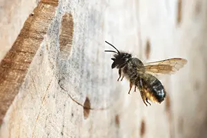 Cornuta: Hornfaced bee (Osmia cornuta) approaching the nest