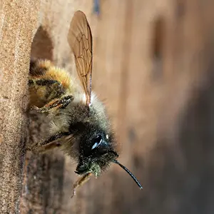Start: Hornfaced bee (Osmia cornuta) on departure from