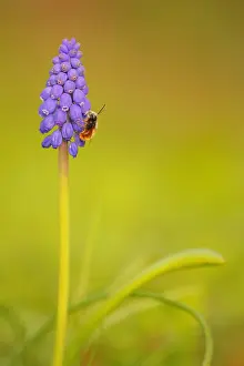 Cornuta: Hornfaced bee (Osmia cornuta) foraging a flower