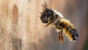 Cornuta: Hornfaced bee (Osmia cornuta) with material to close