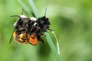 Cornuta: Hornfaced bee (Osmia cornuta) Three-way mating