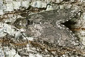 Sphingid: Hornworm Moth