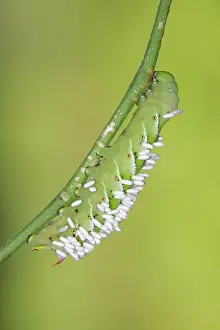 Hornworms: Hornworm - with wasp cocoons