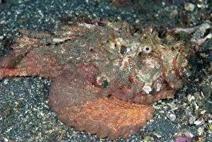Synanceiidae: Horrid Stonefish