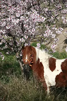 Andy Teare: Horse