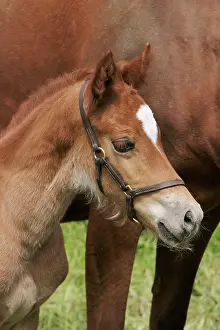 Tack: Horse - 7 day old foal with mother close up