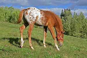 Appaloosa: Horse - Appaloosa Colt feeding in meadow