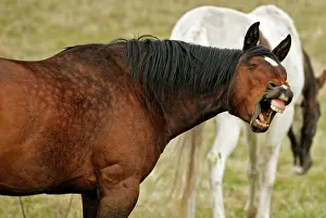 Expressons: Horse Appaloosa in field, yawning