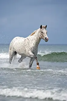 Appaloosa: Horse - Appaloosa galloping through ocean surf