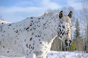 Horse Appaloosa Horse at winter pasture in snow