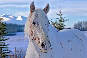 Appaloosa: Horse Appaloosa Horse at winter pasture in snow
