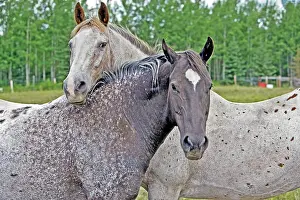 Appaloosa: Horse Appaloosa Horses standing together at summer pasture