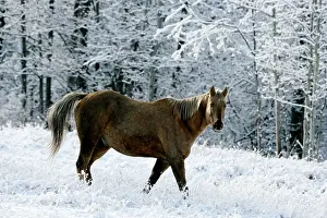 Appaloosa: Horse - Appaloosa at pasture walking in fresh snow
