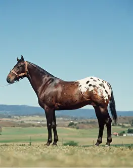 Stallion: HORSE - APPALOOSA STALLION