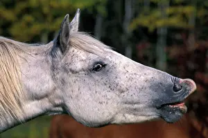 Anthropomorphic: Horse - Appaloosa taking a breath, close-up of head