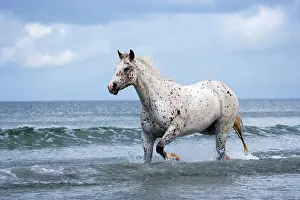 Trotting: Horse Appaloosa trotting in ocean surf