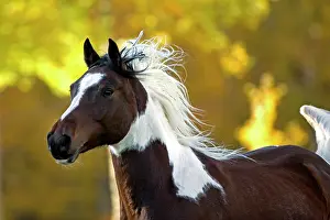 Geldings: Horse - Arab Paint Gelding galloping in field of
