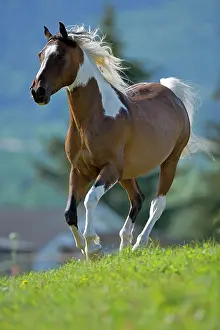 Geldings: Horse - Arab Paint Gelding galloping in meadow