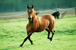 Arabs: HORSE - Arab Stallion, galloping