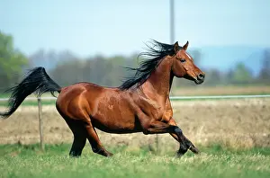 Arabs: Horse - Arab stallion galloping