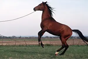 Training: Horse - Arab Stallion, rearing