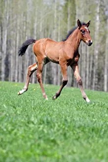 Trotting: Horse - Arabian Bay Colt trotting, portrait, profile