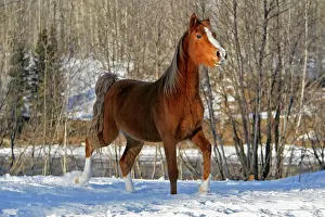 Horse - Arabian chestnut alert, running in snow