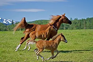 Filly: Horse - Arabian chestnut Mare and fillies galloping