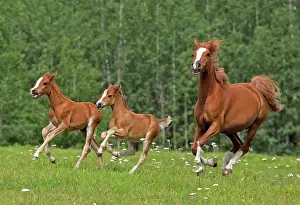 Filly: Horse - Arabian Chestnut Mare and two fillies running