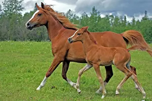 Cantering: Horse - Arabian Chestnut Mare and filly running