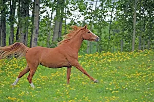 Trotting: Horse - Arabian chestnut mare trotting on meadow of flowers